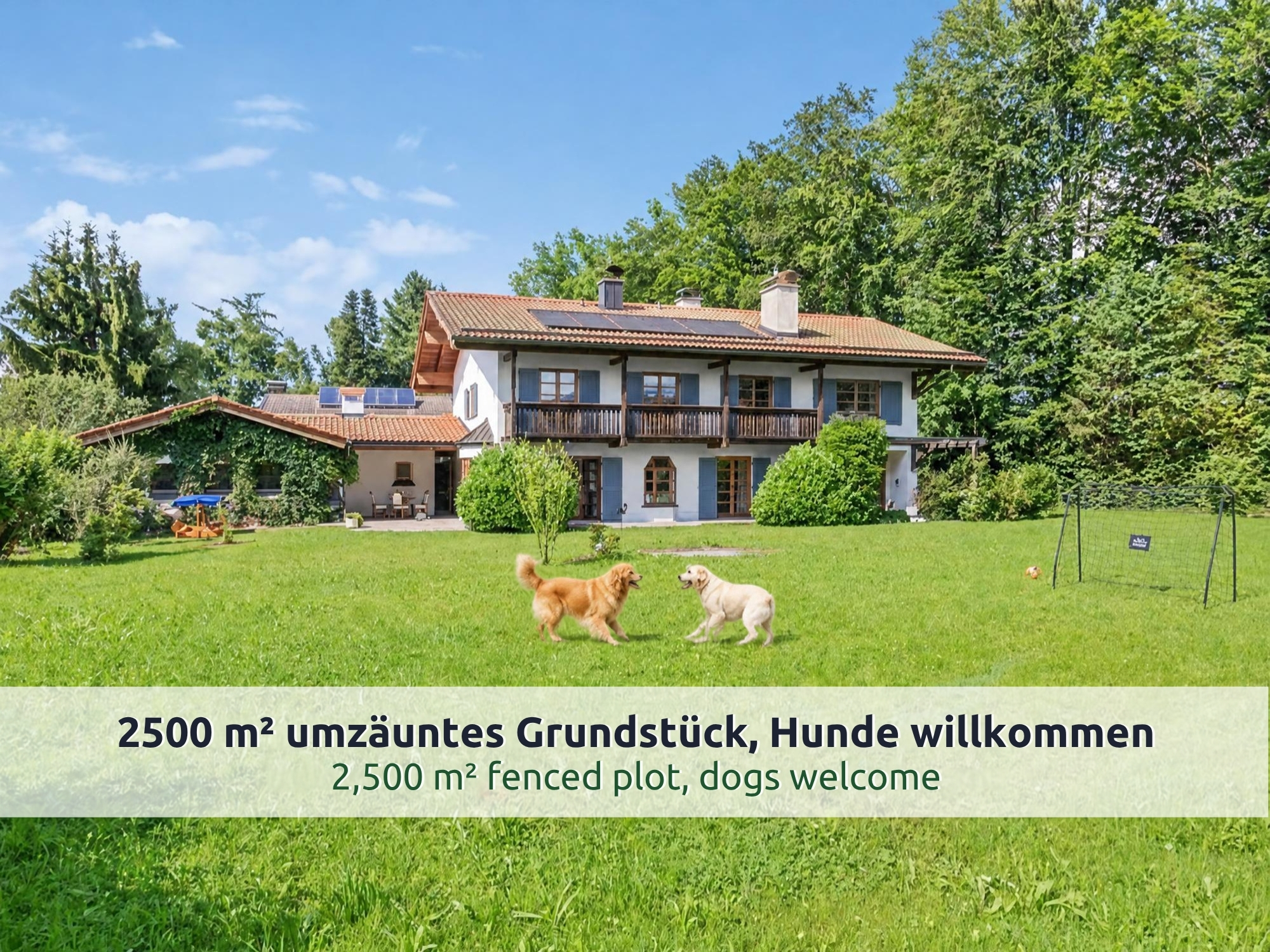 11 Villa Siegsdorf: zwei helle Hunde spielen auf der großen Wiese im Garten, dahinter das weiße Haus mit blauen Fensterläden
